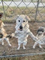Wolfdog Puppies for sale in Austin, TX, USA. price: NA