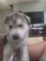 Wolfdog Puppies for sale in Norwalk, CA, USA. price: NA