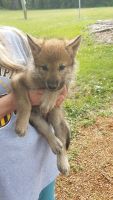 Wolfdog Puppies for sale in Sardis, TN, USA. price: NA