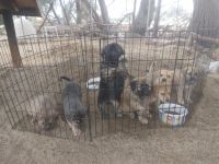 Wolfdog Puppies for sale in Desert Hot Springs, CA 92241, USA. price: NA