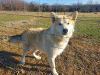 Wolfdog Puppies for sale in Camden, OH 45311, USA. price: NA