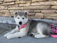 Wolfdog Puppies for sale in Lakeside, CA, USA. price: NA