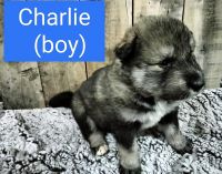 Wolfdog Puppies for sale in Whitehall, MT 59759, USA. price: NA
