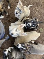 Wolfdog Puppies for sale in Hillsboro, OR, USA. price: NA