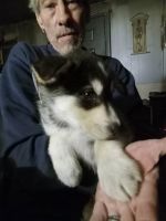 Wolfdog Puppies for sale in Blanca, CO 81123, USA. price: NA