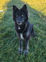 Wolfdog Puppies for sale in Charles Town, West Virginia. price: $800