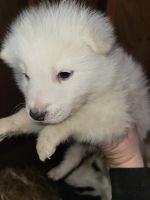 Wolfdog Puppies for sale in Morgantown, Indiana. price: $1,000