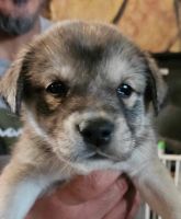 Wolfdog Puppies for sale in Yuma, Arizona. price: $1,000