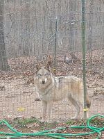 Wolfdog Puppies for sale in Hedgesville, WV, USA. price: $1,000