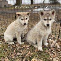 Wolfdog Puppies for sale in Mankato, Minnesota. price: $800