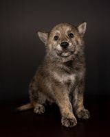 Wolfdog Puppies for sale in Lakeland, Florida. price: $2,000