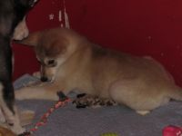 Wolfdog Puppies for sale in Beckley, WV 25801, USA. price: $600