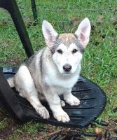 Wolfdog Puppies for sale in Cave Junction, Oregon. price: $300