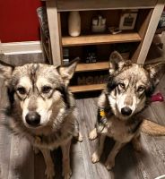 Wolfdog Puppies for sale in Mentor, Ohio. price: $2,200