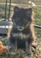 Wolfdog Puppies for sale in Memphis, Tennessee. price: $500