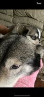 Wolfdog Puppies for sale in Union City, Ohio. price: $1,800