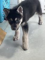 Wolfdog Puppies for sale in Cadiz, Kentucky. price: $800