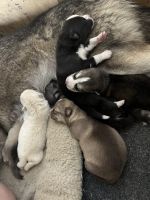 Wolfdog Puppies for sale in Flemingsburg, Kentucky. price: $850