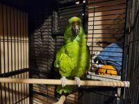 Yellow-Naped Amazon Parrot Birds for sale in Idaho Falls, ID, USA. price: NA
