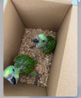 Yellow-Naped Amazon Parrot Birds for sale in Trenton, New Jersey. price: $1,600