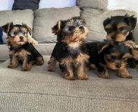 Yo-Chon Puppies for sale in Dallas, TX, USA. price: NA