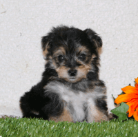 Yochon Puppies for sale in Manheim, PA 17545, USA. price: NA