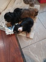Yochon Puppies for sale in Las Vegas, NV, USA. price: NA