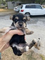 Yochon Puppies for sale in Kerrville, TX 78028, USA. price: NA