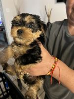 Yochon Puppies for sale in 6312 Lakeview Dr., San Antonio, TX 78244, USA. price: NA