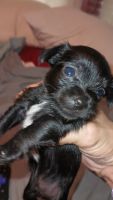 Yochon Puppies for sale in 207 Keeler Dr, Pelzer, SC 29669, USA. price: $150