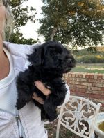 Yochon Puppies for sale in Kerrville, TX 78028, USA. price: $950