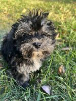Yochon Puppies for sale in Lexington, KY, USA. price: $800