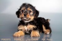Yochon Puppies for sale in San Diego, CA, USA. price: NA