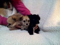 Yochon Puppies for sale in Bryant, IN 47326, USA. price: NA
