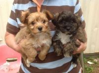 Yochon Puppies for sale in Alderson, WV 24910, USA. price: NA