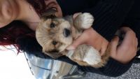 Yochon Puppies for sale in Chattanooga, TN, USA. price: NA