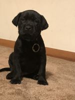 Yochon Puppies for sale in St Charles, IL, USA. price: NA