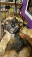 Yochon Puppies for sale in Dysartsville, NC 28761, USA. price: NA