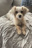 Yochon Puppies for sale in Grand Blanc, MI 48439, USA. price: NA