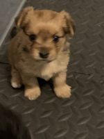 Yoranian Puppies for sale in Waldorf, MD, USA. price: NA