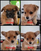 Yoranian Puppies Photos