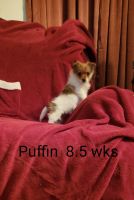 Yoranian Puppies for sale in Russell Springs, KY 42642, USA. price: NA