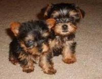 Yoranian Puppies for sale in Glendale, AZ, USA. price: NA