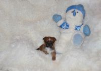 Yoranian Puppies for sale in Paris, TX 75460, USA. price: NA