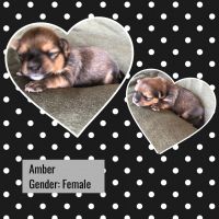 Yoranian Puppies for sale in Odessa, TX, USA. price: NA