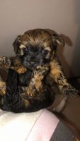 Yoranian Puppies for sale in Chicago, IL, USA. price: NA