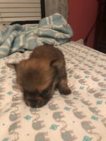Yoranian Puppies for sale in Amherst, VA 24521, USA. price: NA