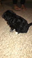 Yoranian Puppies for sale in Waterbury, CT, USA. price: NA