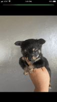 Yoranian Puppies for sale in North Port, FL, USA. price: NA