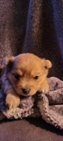 Yoranian Puppies for sale in West Bend, WI, USA. price: NA